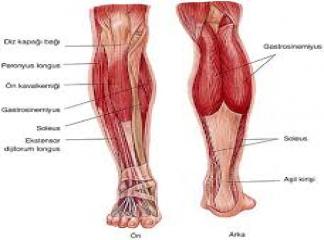 iç bacak kasları nasıl çalıştırılır