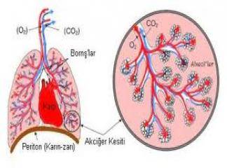 Akciğer Barotravması Nedir ? 2