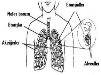 Akciğer Kanseri Nasıl Oluşur