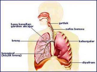 Akciğer Nedir