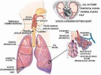 Akciğer Zarı Nedir?