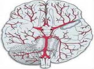 beyin damarları anatomisi