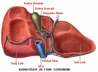 Karaciğer İltihaplanması Neden Olur