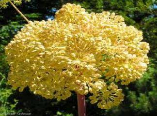 Kereviz Tohumu Çiçeği