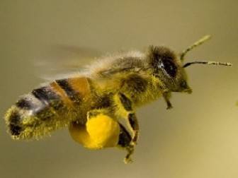 arı poleni kilo aldırır mı