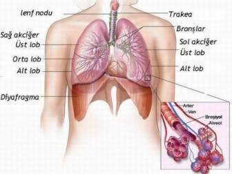 Bronşit Akciğer Ve Boğaz Problemleri 