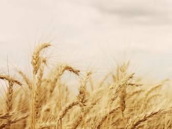 Buğday Kullanım Alanları