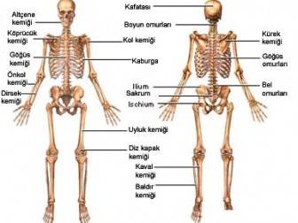 iskelet sistemi resmi