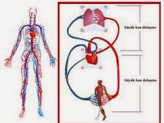 Periferik Arteriyel Kan Dolaşım Bozukluğu
