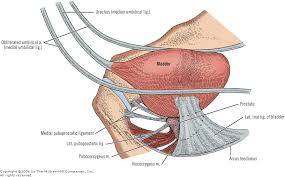 Pubovesical